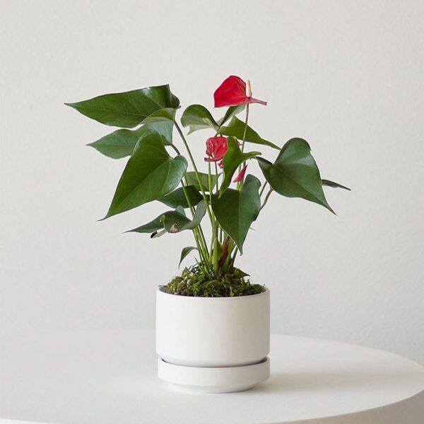 Anthurium – King of hearts