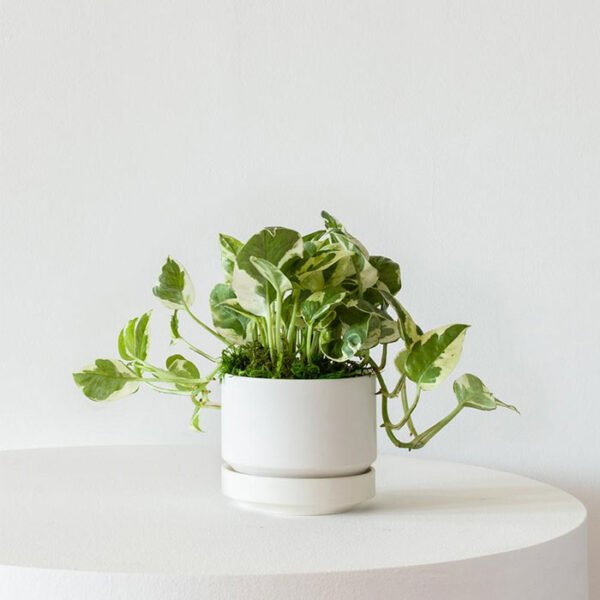 N’joy Pothos